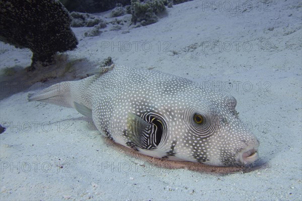 A white-spotted puffer