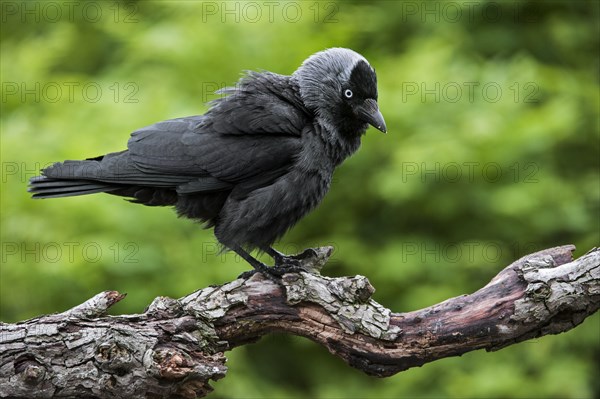 Aggressive Western Jackdaw