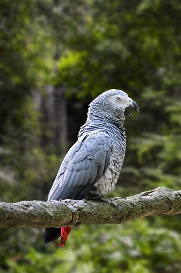 Congo grey parrot