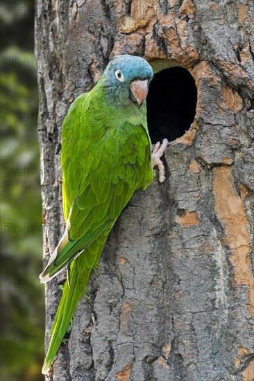 Blue-crowned parakeet