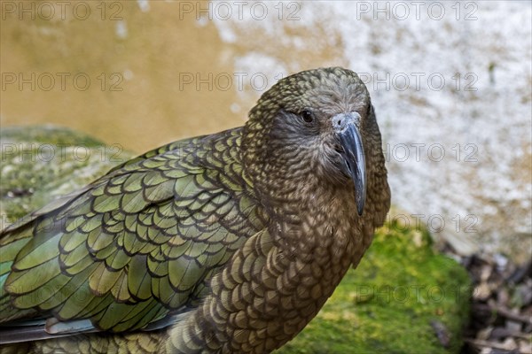 Close-up portrait of kea