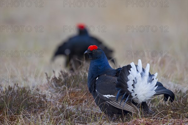 Black grouse