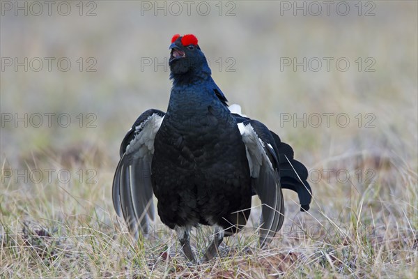 Black grouse