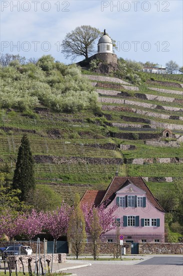 House Fliegenwedel