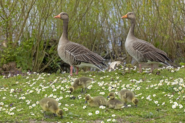 Greylag geese