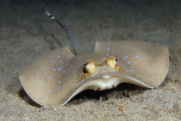 Bluespotted stingray