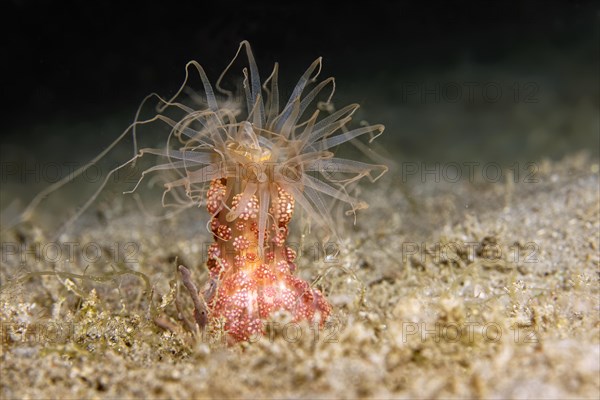 Tuberculous night anemone