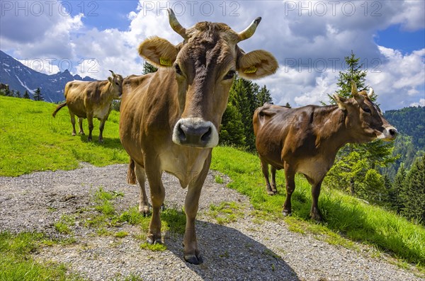 Cows with properly attached ear tags