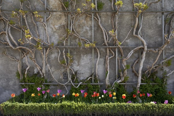 Flowers and shrubs in Mirabell Palace Garden