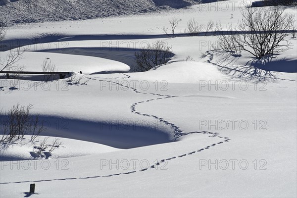 Meander in Schoenfeld