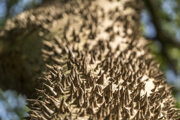 Thorns on the trunk of a kapok tree