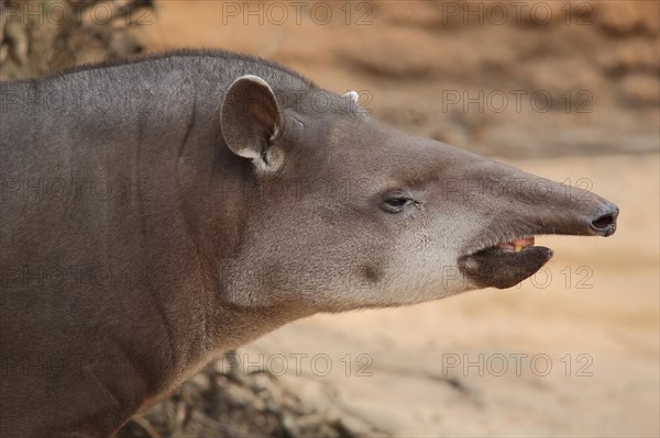 Lowland tapir