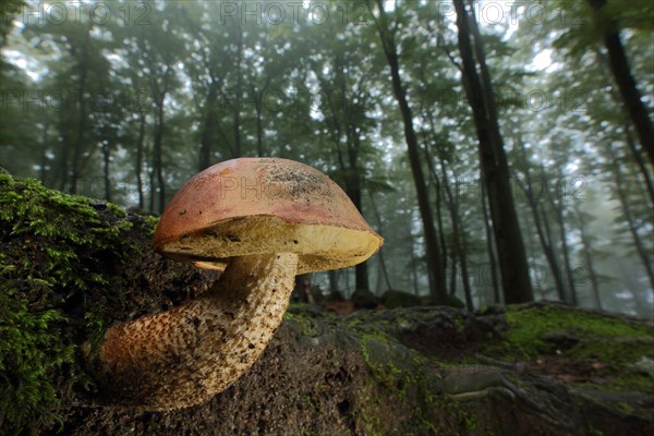 Oak red cap