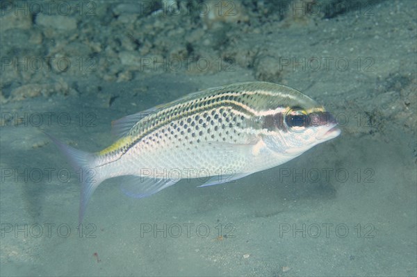 Arabian monocle bream