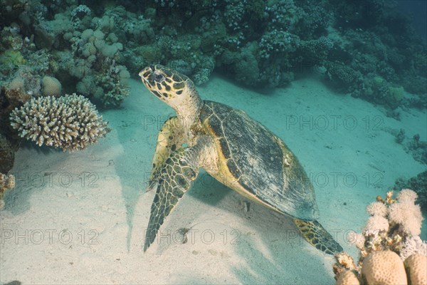 Hawksbill sea turtle