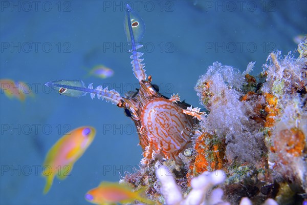 Portrait of pacific red lionfish