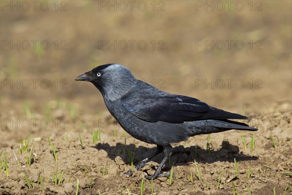 European jackdaw