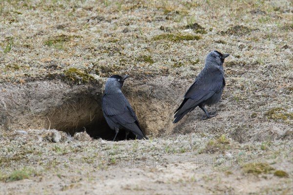 Western jackdaws