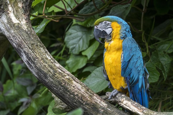 Blue-and-yellow macaw