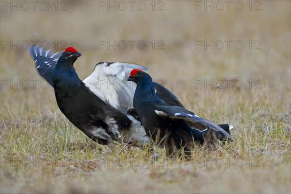 Black grouse