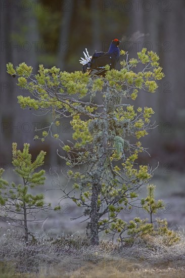 Black grouse