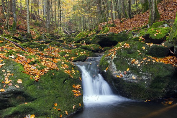 Stream Sagwasser in autumn woodland
