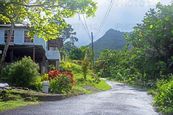 Rural scene in tropical rain forest near the Concord Falls