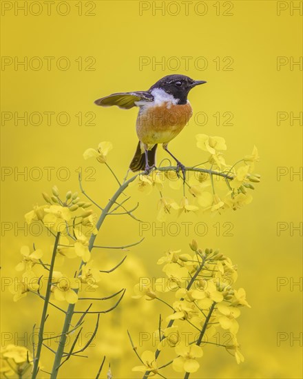 European stonechat