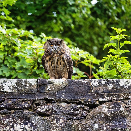 Eurasian eagle-owl