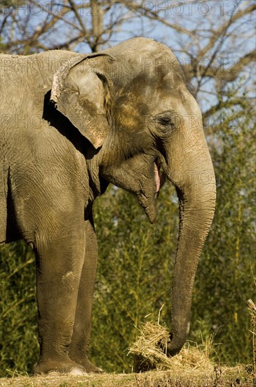 Asian Elephant Eating