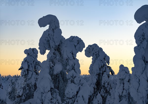 Dawn and snow-covered trees in Pyhae-Luosto National Park