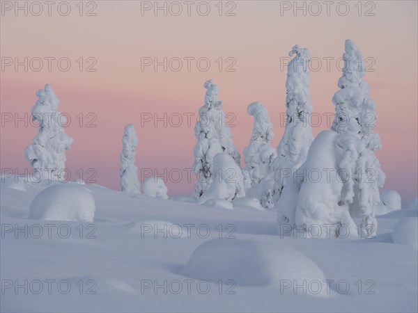 Dawn and snow-covered trees in Pyhae-Luosto National Park