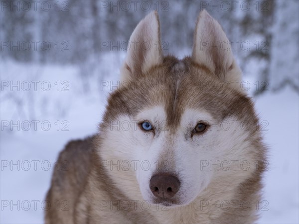 Husky with different eye colour