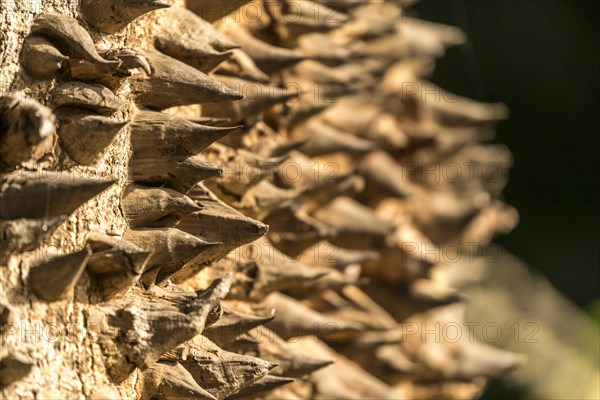 Thorns on the trunk of a kapok tree