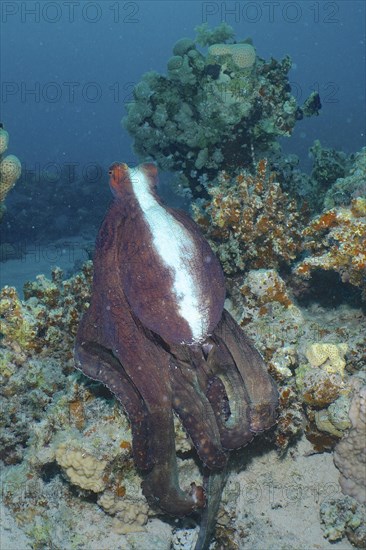 Great Blue Octopus