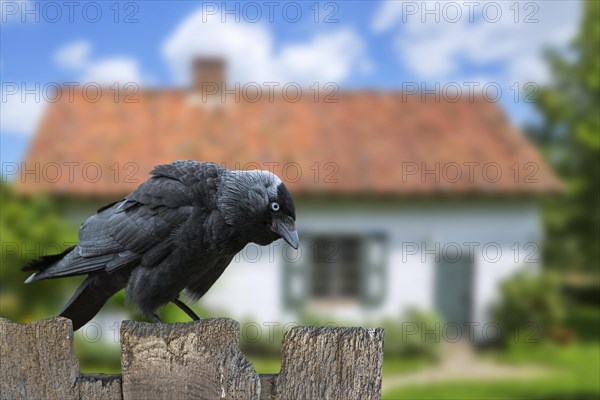 Western jackdaw