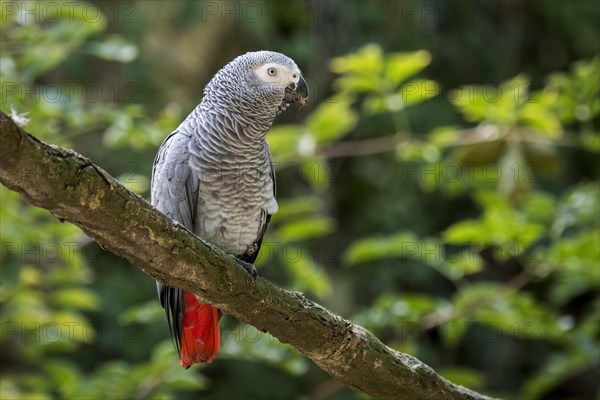 Congo grey parrot