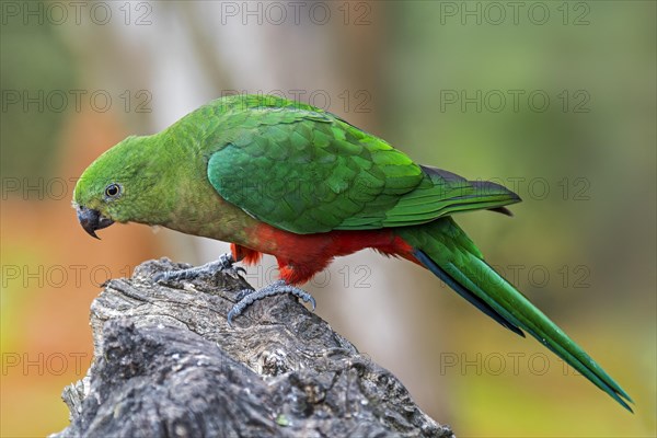 Australian king parrot