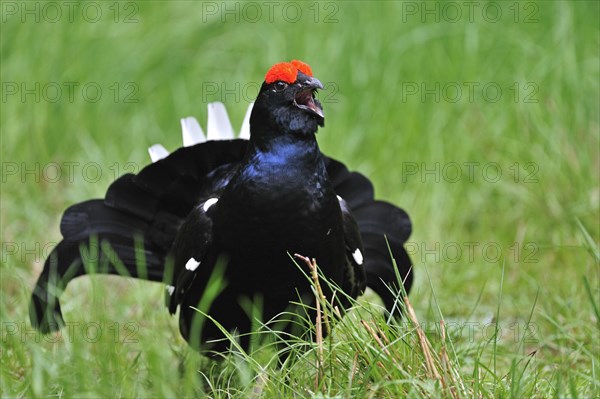 Black grouse