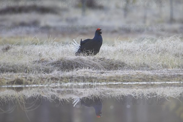 Black grouse