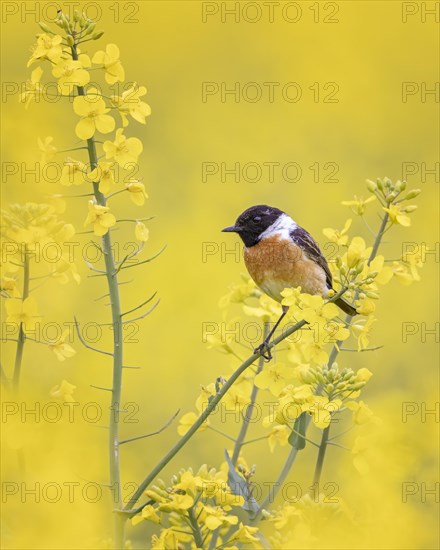 European stonechat