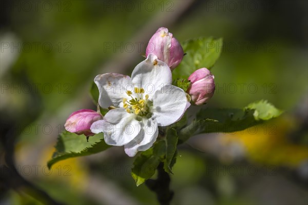 Apple blossom