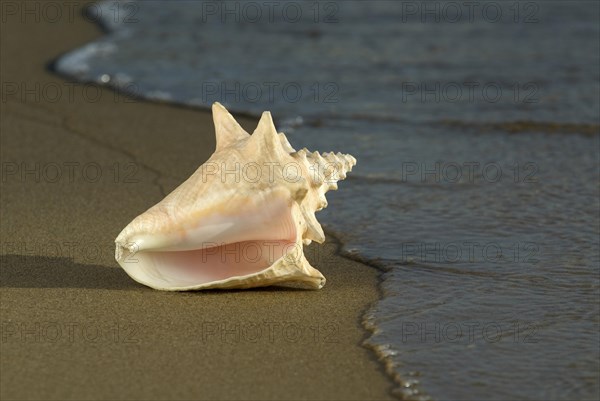 Adult Queen Conch shell Strombus gigas