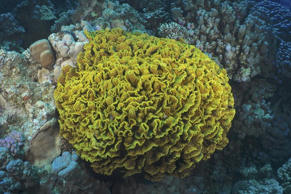 Yellow scroll coral