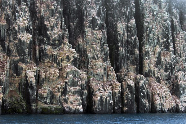 Seabird breeding colony in basalt cliff Alkefjellet