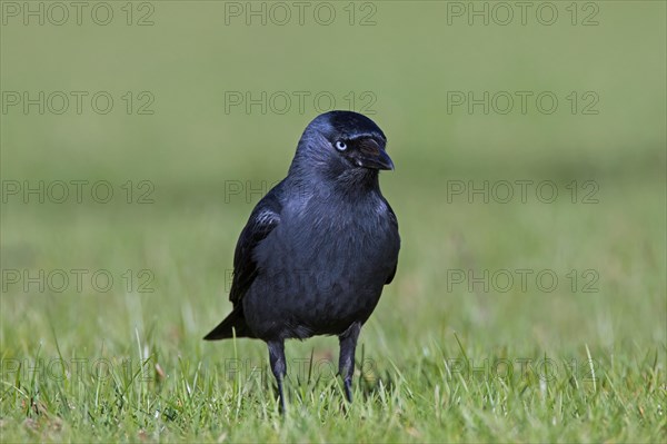 Western Jackdaw