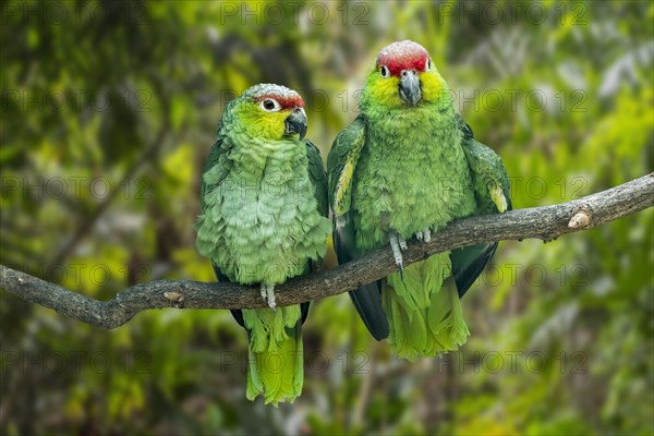 Ecuadorian red-lored amazon