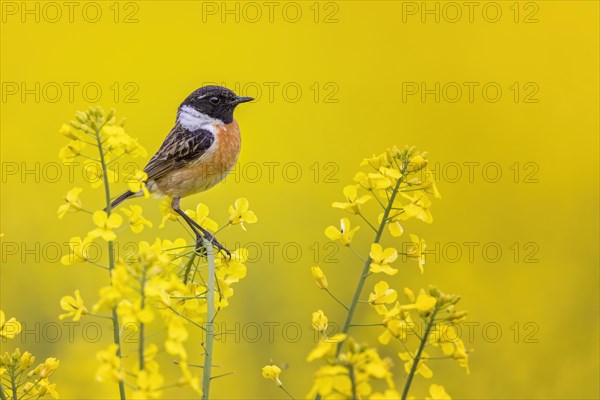 European stonechat