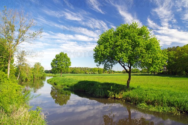 Single tree reflected in a narrow flowing body of water