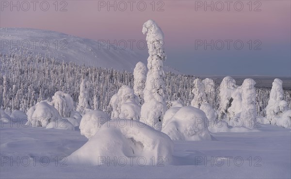 Dawn and snow-covered trees in Pyhae-Luosto National Park